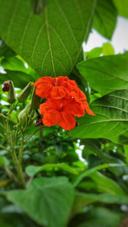 Cordia flowers can be used in all parts of the herb to treat intestinal diseases, gastritis and bronchitis.の写真素材