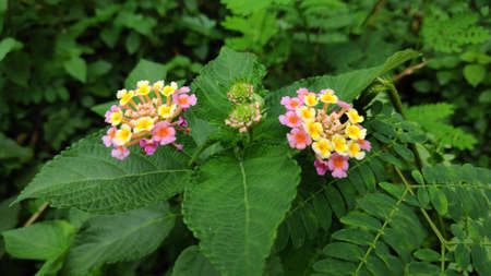 Lantana camara flowers are flowers of various colors in the same flower. Also used as an herb as well Fresh leaves have a bitter taste, help expel the swelling, tasteless flowers, giving a cool feeling. Anti-inflammatory, upset stomach, vomiting Root used to cure colds. Headache, toothache are mumps, but tree fruit must not be eaten because it is deadly poisonous.の写真素材