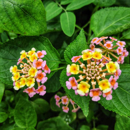 Lantana camara flowers are flowers of various colors in the same flower. Also used as an herb as well Fresh leaves have a bitter taste, help expel the swelling, tasteless flowers, giving a cool feeling. Anti-inflammatory, upset stomach, vomiting Root used to cure colds. Headache, toothache are mumps, but tree fruit must not be eaten because it is deadly poisonous.の写真素材