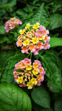 Lantana camara flowers are flowers of various colors in the same flower. Also used as an herb as well Fresh leaves have a bitter taste, help expel the swelling, tasteless flowers, giving a cool feeling. Anti-inflammatory, upset stomach, vomiting Root used to cure colds. Headache, toothache are mumps, but tree fruit must not be eaten because it is deadly poisonous.の写真素材