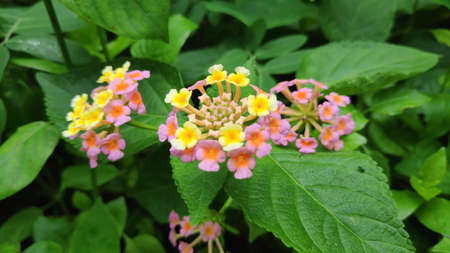Lantana camara flowers are flowers of various colors in the same flower. Also used as an herb as well Fresh leaves have a bitter taste, help expel the swelling, tasteless flowers, giving a cool feeling. Anti-inflammatory, upset stomach, vomiting Root used to cure colds. Headache, toothache are mumps, but tree fruit must not be eaten because it is deadly poisonous.の写真素材