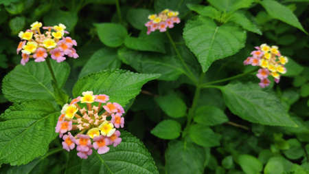 Lantana camara flowers are flowers of various colors in the same flower. Also used as an herb as well Fresh leaves have a bitter taste, help expel the swelling, tasteless flowers, giving a cool feeling. Anti-inflammatory, upset stomach, vomiting Root used to cure colds. Headache, toothache are mumps, but tree fruit must not be eaten because it is deadly poisonous.の写真素材