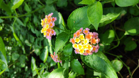 Lantana camara flowers are flowers of various colors in the same flower. Also used as an herb as well Fresh leaves have a bitter taste, help expel the swelling, tasteless flowers, giving a cool feeling. Anti-inflammatory, upset stomach, vomiting Root used to cure colds. Headache, toothache are mumps, but tree fruit must not be eaten because it is deadly poisonous.の写真素材