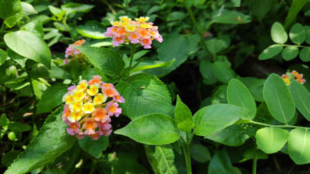 Lantana camara flowers are flowers of various colors in the same flower. Also used as an herb as well Fresh leaves have a bitter taste, help expel the swelling, tasteless flowers, giving a cool feeling. Anti-inflammatory, upset stomach, vomiting Root used to cure colds. Headache, toothache are mumps, but tree fruit must not be eaten because it is deadly poisonous.の写真素材