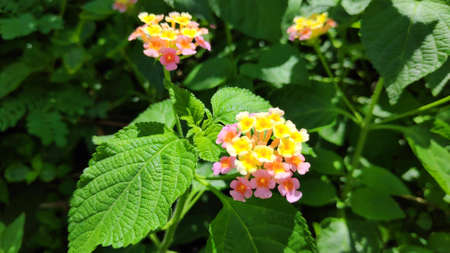 Lantana camara flowers are flowers of various colors in the same flower. Also used as an herb as well Fresh leaves have a bitter taste, help expel the swelling, tasteless flowers, giving a cool feeling. Anti-inflammatory, upset stomach, vomiting Root used to cure colds. Headache, toothache are mumps, but tree fruit must not be eaten because it is deadly poisonous.の写真素材