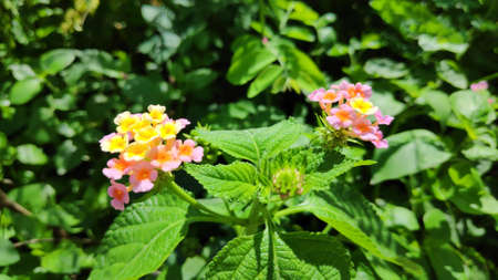 Lantana camara flowers are flowers of various colors in the same flower. Also used as an herb as well Fresh leaves have a bitter taste, help expel the swelling, tasteless flowers, giving a cool feeling. Anti-inflammatory, upset stomach, vomiting Root used to cure colds. Headache, toothache are mumps, but tree fruit must not be eaten because it is deadly poisonous.の写真素材