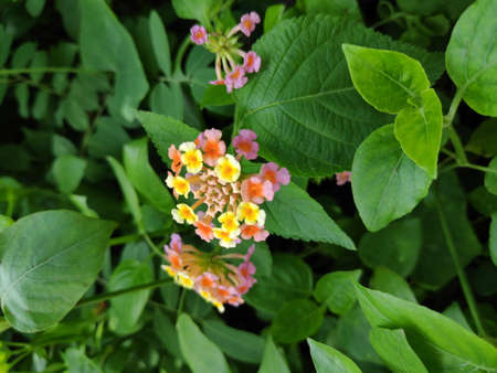 Lantana camara flowers are flowers of various colors in the same flower. Also used as an herb as well Fresh leaves have a bitter taste, help expel the swelling, tasteless flowers, giving a cool feeling. Anti-inflammatory, upset stomach, vomiting Root used to cure colds. Headache, toothache are mumps, but tree fruit must not be eaten because it is deadly poisonous.の写真素材