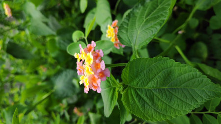 Lantana camara flowers are flowers of various colors in the same flower. Also used as an herb as well Fresh leaves have a bitter taste, help expel the swelling, tasteless flowers, giving a cool feeling. Anti-inflammatory, upset stomach, vomiting Root used to cure colds. Headache, toothache are mumps, but tree fruit must not be eaten because it is deadly poisonous.の写真素材