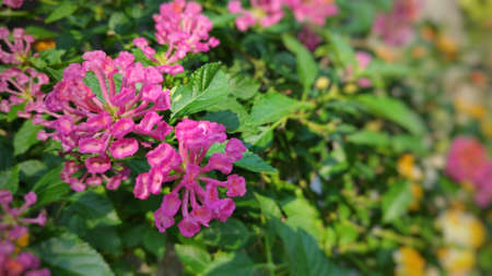 Lantana camara flowers are colorful flowers. Also using fresh leaves, flowers and roots as herbs.の写真素材