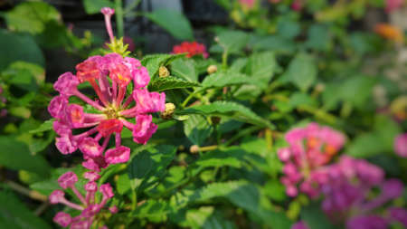 Lantana camara flowers are colorful flowers. Also using fresh leaves, flowers and roots as herbs.の写真素材