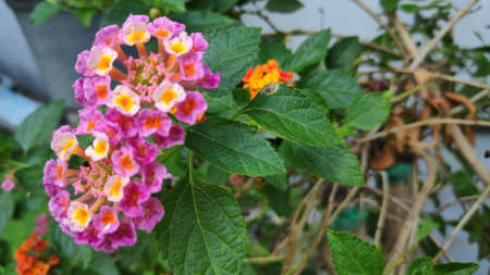 Lantana camara flowers are colorful flowers. Also using fresh leaves, flowers and roots as herbs.の写真素材