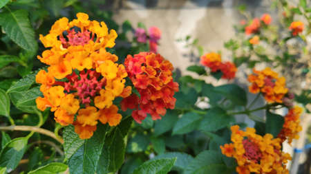 Lantana camara flowers are colorful flowers. Also using fresh leaves, flowers and roots as herbs.の写真素材