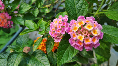Lantana camara flowers are colorful flowers. Also using fresh leaves, flowers and roots as herbs.の写真素材