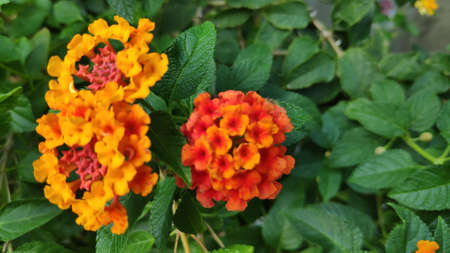Lantana camara flowers are colorful flowers. Also using fresh leaves, flowers and roots as herbs.の写真素材