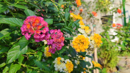 Lantana camara flowers are colorful flowers. Also using fresh leaves, flowers and roots as herbs.の写真素材