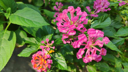 Lantana camara flowers are colorful flowers. Also using fresh leaves, flowers and roots as herbs.の写真素材