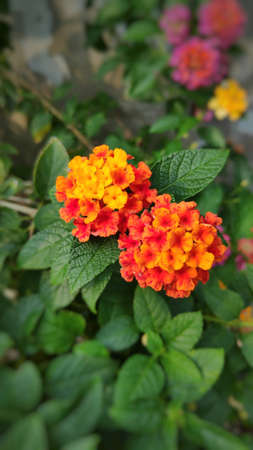 Lantana camara flowers are colorful flowers. Also using fresh leaves, flowers and roots as herbs.の写真素材