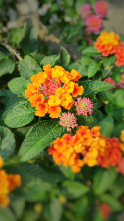 Lantana camara flowers are colorful flowers. Also using fresh leaves, flowers and roots as herbs.の写真素材