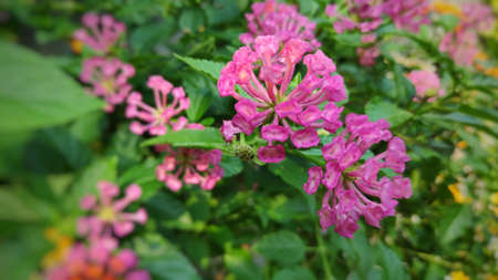 Lantana camara flowers are colorful flowers. Also using fresh leaves, flowers and roots as herbs.の写真素材