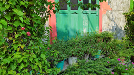 Decorate the exterior of the house with ornamental plants.の写真素材