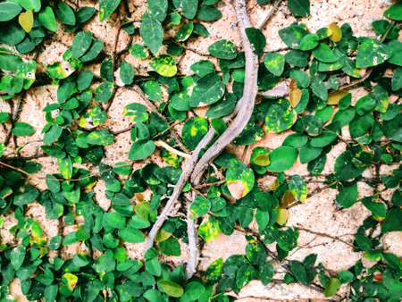 A picture of a vine climbing on the wall of a house fence.の写真素材