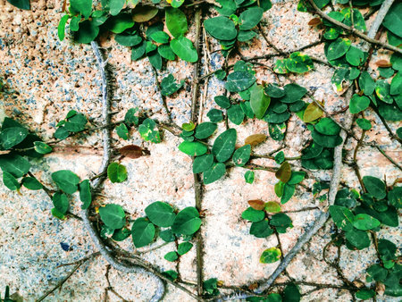 A picture of a vine climbing on the wall of a house fence.の写真素材
