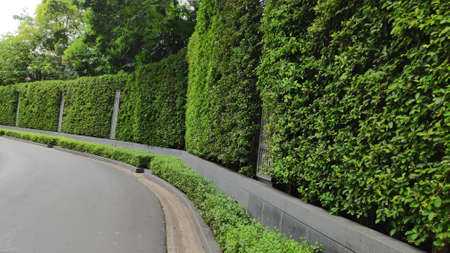 The road that looks beautiful with ornamental plants on the side of the road.の写真素材