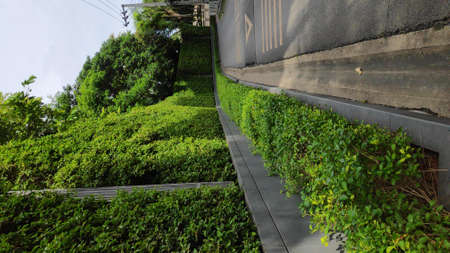 The road that looks beautiful with ornamental plants on the side of the road.の写真素材