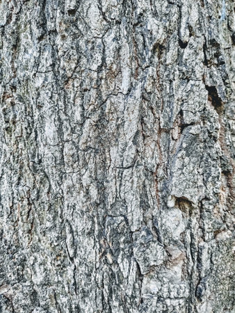 Brown bark picture with cracks, used as a background.