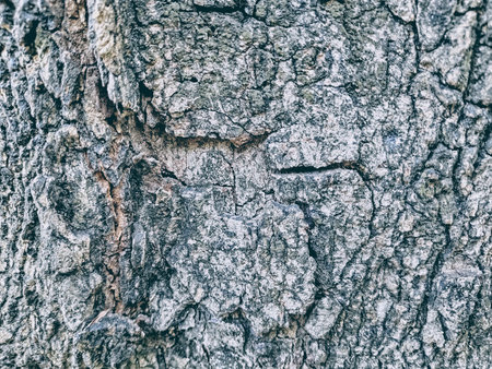 Brown bark picture with cracks, used as a background.の写真素材