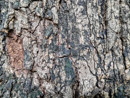 Brown bark picture with cracks, used as a background.の写真素材