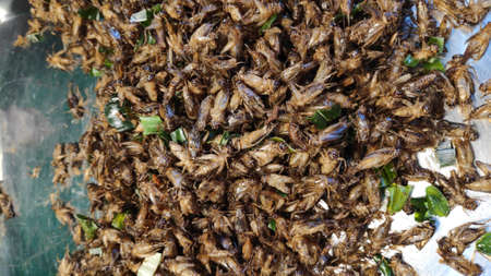 Street food culture in Insects for sale on the street, sidewalk, Bangkok, Thailand.の写真素材