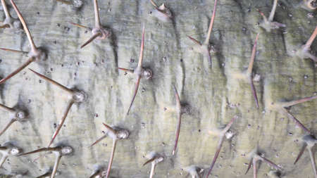 Ornamental garden plants with sharp spiky bark.の写真素材