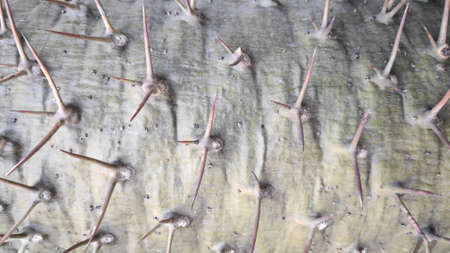 Ornamental garden plants with sharp spiky bark.の写真素材