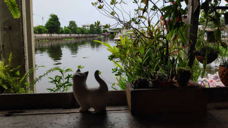 The dining table beside the canal, decorated with ornamental plants in pots, makes the atmosphere shady and beautiful.の写真素材