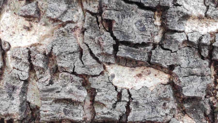 The rough surface of the tree bark is used as a background.の写真素材