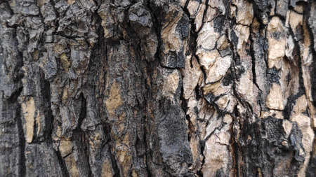 The rough surface of the tree bark is used as a background.の写真素材
