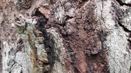 The rough surface of the tree bark is used as a background.の写真素材