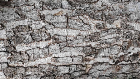 The rough surface of the tree bark is used as a background.の写真素材