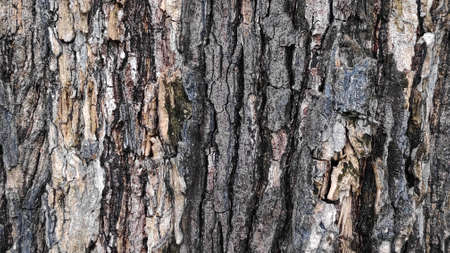 The rough surface of the tree bark is used as a background.の写真素材