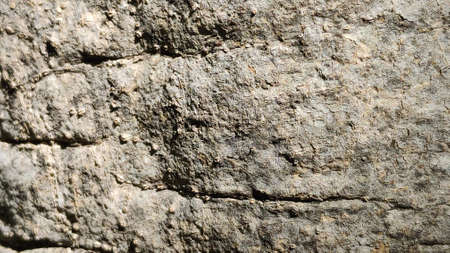 The rough surface of the tree bark is used as a background.の写真素材