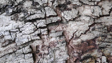 The rough surface of the tree bark is used as a background.の写真素材