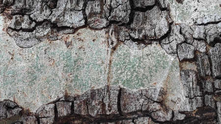 The rough surface of the tree bark is used as a background.の写真素材