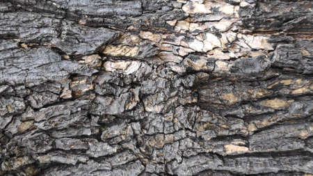 The rough surface of the tree bark is used as a background.の写真素材