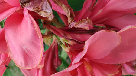 Photo of beautiful pink flower petal texture used as a background.の写真素材