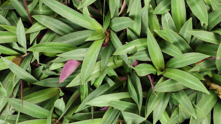The texture pattern on the leaves of ornamental plants that are bright and beautiful, used as a background.の写真素材