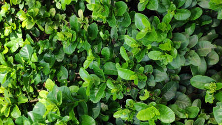 The texture pattern on the leaves of ornamental plants that are bright and beautiful, used as a background.の写真素材