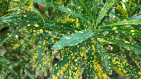 The texture pattern on the leaves of ornamental plants that are bright and beautiful, used as a background.の写真素材