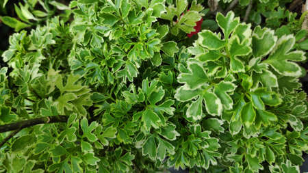 The texture pattern on the leaves of ornamental plants that are bright and beautiful, used as a background.の写真素材