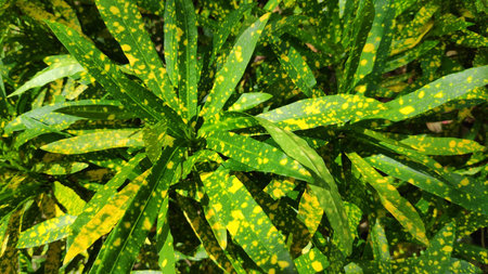 The texture pattern on the leaves of ornamental plants that are bright and beautiful, used as a...